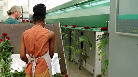 Trabajadora-Afroamericana-Cargando-Rosas-En-La-Máquina-De-Procesamiento-De-Flores